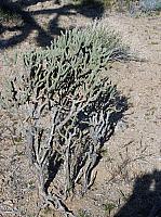 Mojave reserve (5).JPG